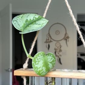 Photo of the plant species Scindapsus by @AwakeFirecroton named Orlando Bloom on Greg, the plant care app