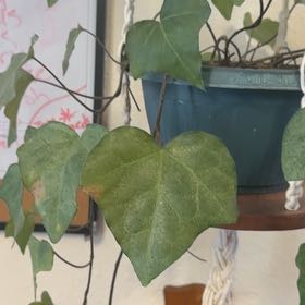 Photo of the plant species Yellow Passionflower by @EssentialCashew named Sol on Greg, the plant care app