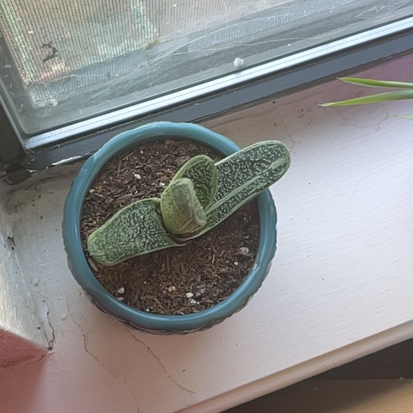Photo of the plant species 'Little Warty' by @FavoredPetunia named Wilbert on Greg, the plant care app