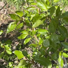 Photo of the plant species Asian Bittersweet by @FoxyOrangejelly named Clooney on Greg, the plant care app