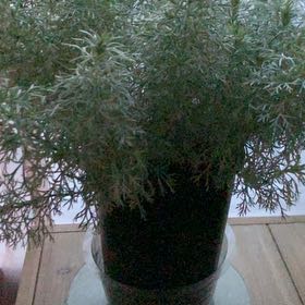 Photo of the plant species silver mound by @SnappyTipa named Treeyoncé on Greg, the plant care app
