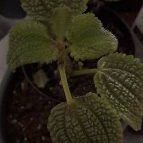 Photo of the plant species Pilea 'Moon Valley' by @SacredOlivetree named Surya on Greg, the plant care app