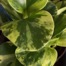 Photo of the plant species Golden Gate Peperomia by @SacredOlivetree named da Vinci on Greg, the plant care app