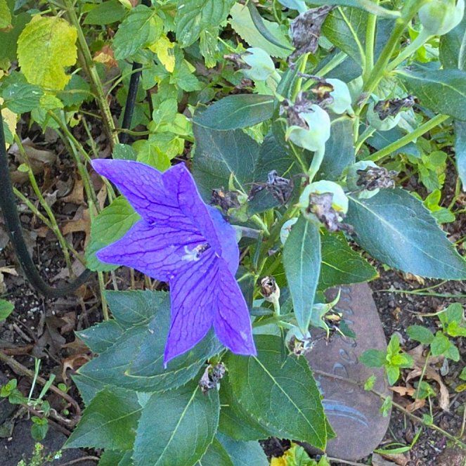 Photo of the plant species Balloon-Flower by @ReallyWildlime named Sherlock on Greg, the plant care app
