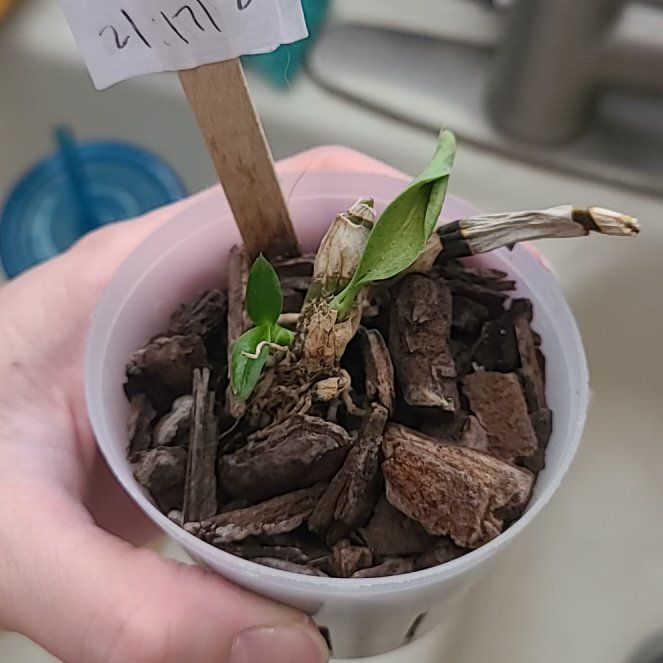 Photo of the plant species Jairak Antelope Orchid by @DeanMoutanpeony named Bruce Lee on Greg, the plant care app