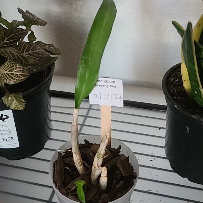 Photo of the plant species Dendrobium 'Bicentennial Blue' by @DeanMoutanpeony named Queen on Greg, the plant care app