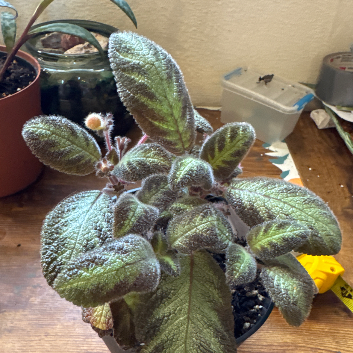 Photo of the plant species Costa Rica Pink by @ThirstyThursty named Miley on Greg, the plant care app