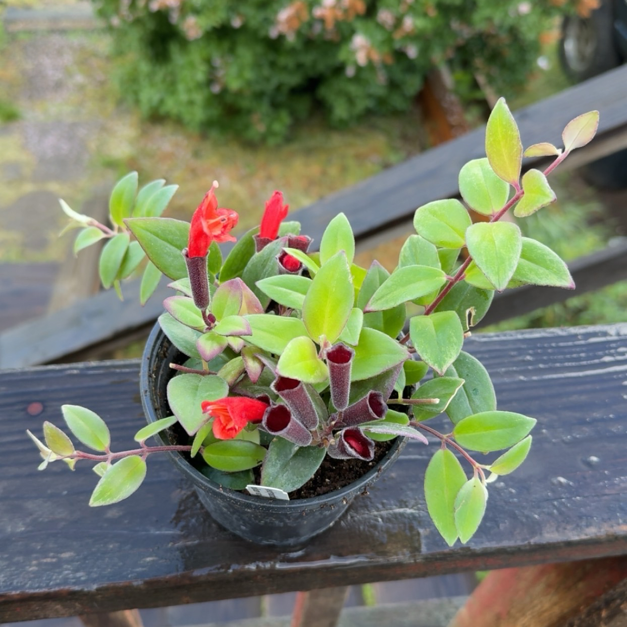 Photo of the plant species Variegated Lipstick Vine by @ThirstyThursty named Eva (home) on Greg, the plant care app