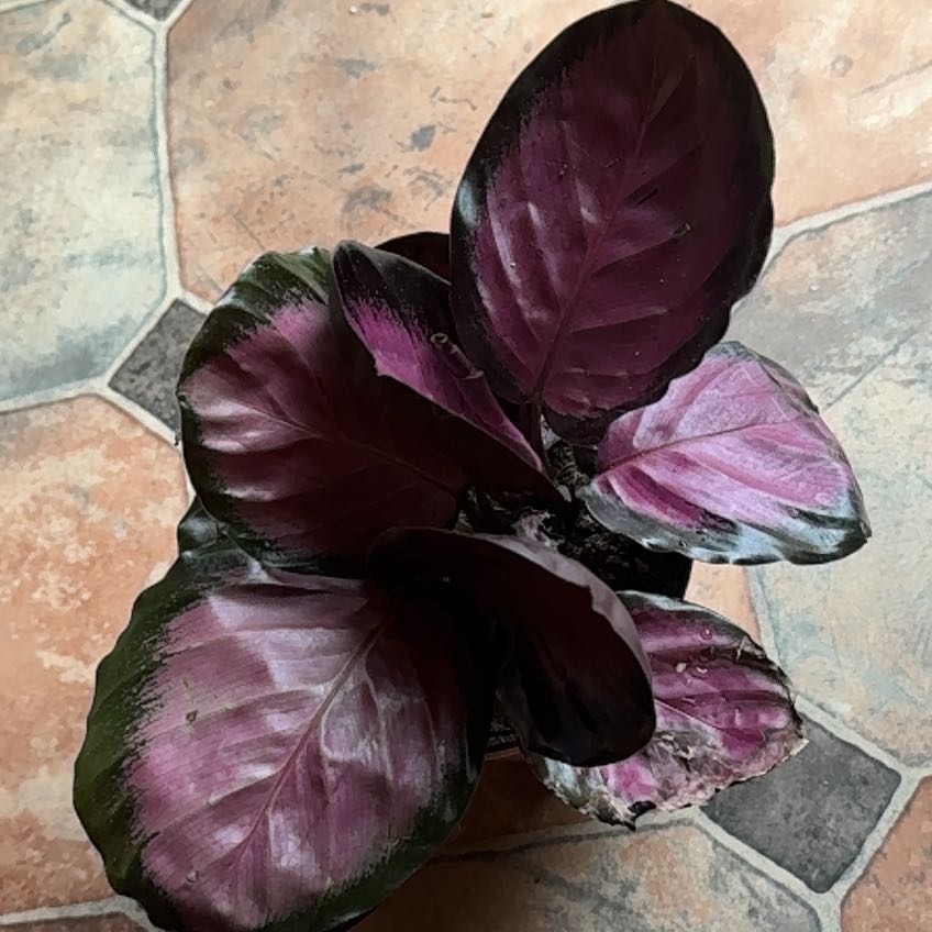 Photo of the plant species Calathea 'Crimson' by @ThirstyThursty named Dolores (home) on Greg, the plant care app