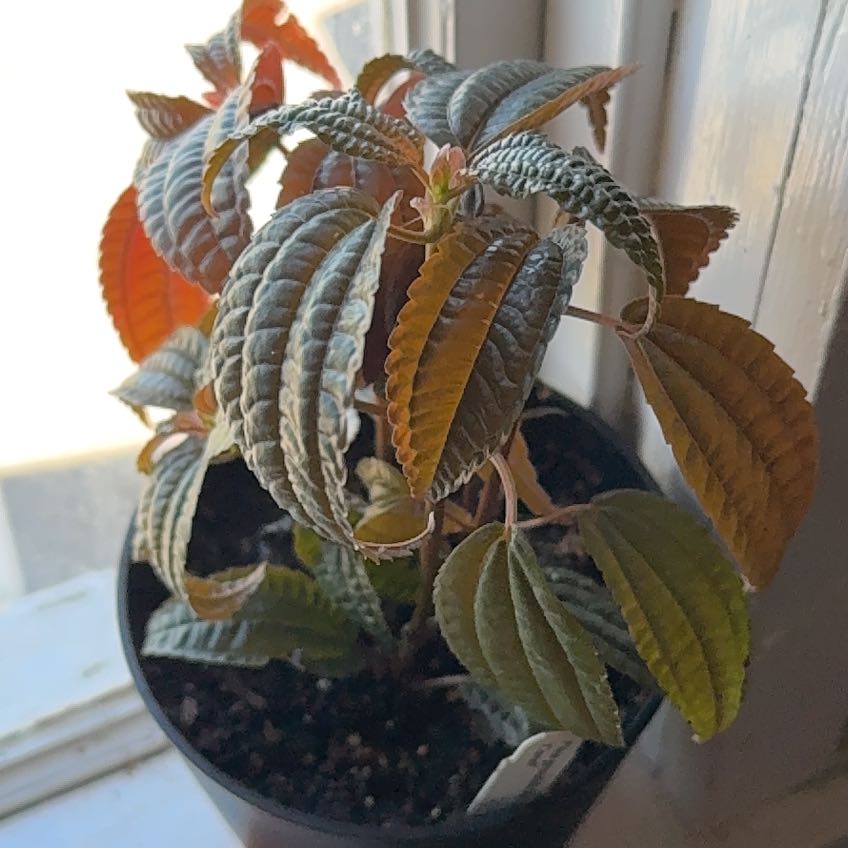 Photo of the plant species Aluminum Plant by @ThirstyThursty named Keanu Leaves on Greg, the plant care app