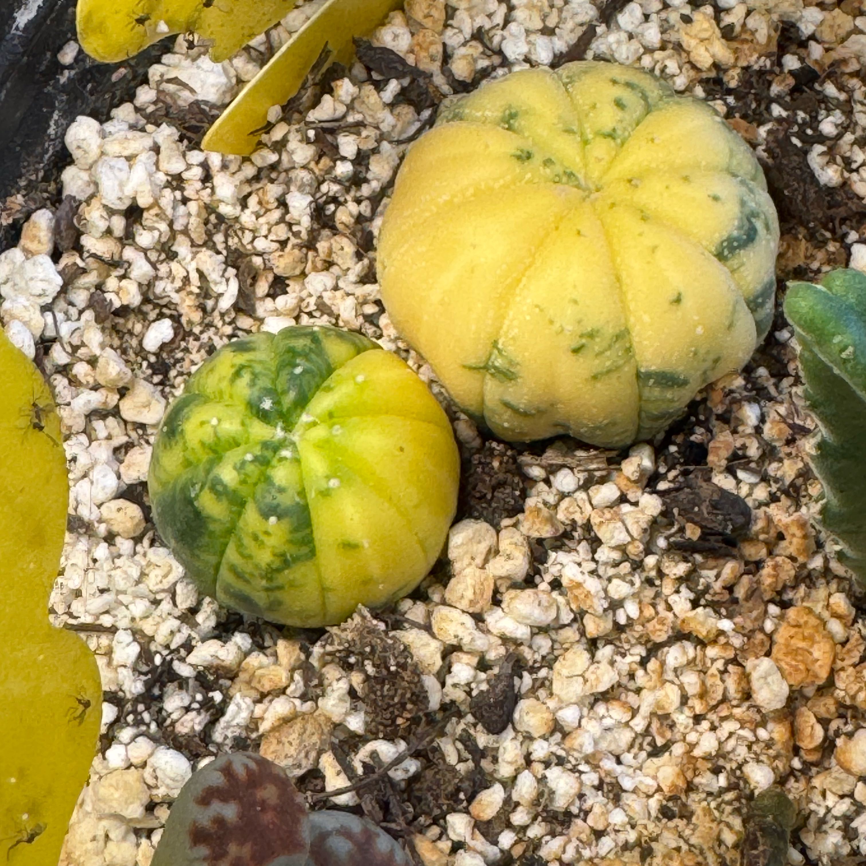 Photo of the plant species Sea Urchin Cactus by @ThirstyThursty named McKinley on Greg, the plant care app
