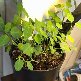 Photo of the plant species String of Stars by @ThirstyThursty named Athena on Greg, the plant care app