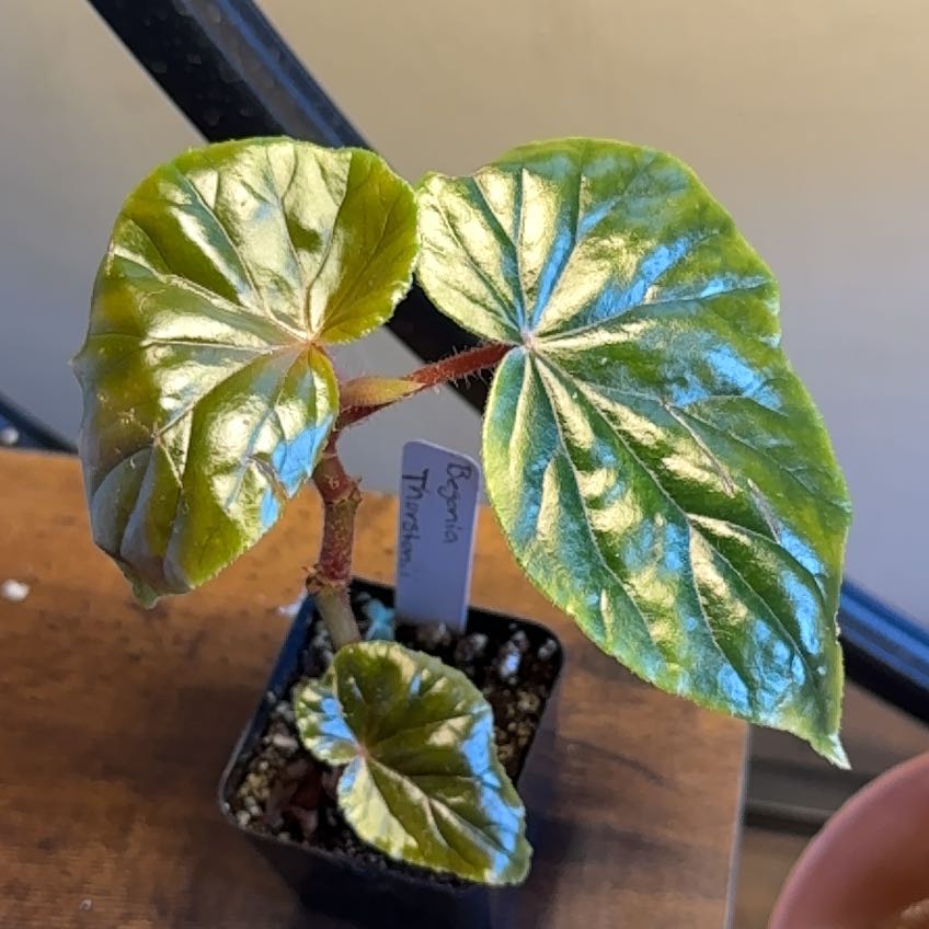 Photo of the plant species Begonia by @ThirstyThursty named Daphne on Greg, the plant care app