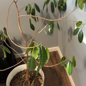 Photo of the plant species Port Jackson Fig by @LavishChojubai named Rubi on Greg, the plant care app