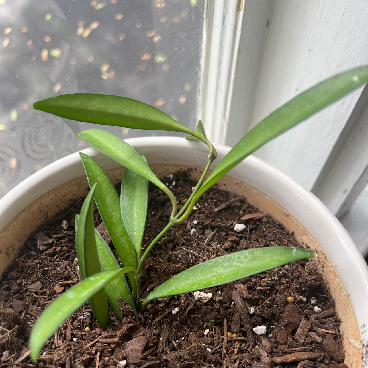 Photo of the plant species hoya wayeti by @ComicSplitrock named Hoya Wayetti Green on Greg, the plant care app