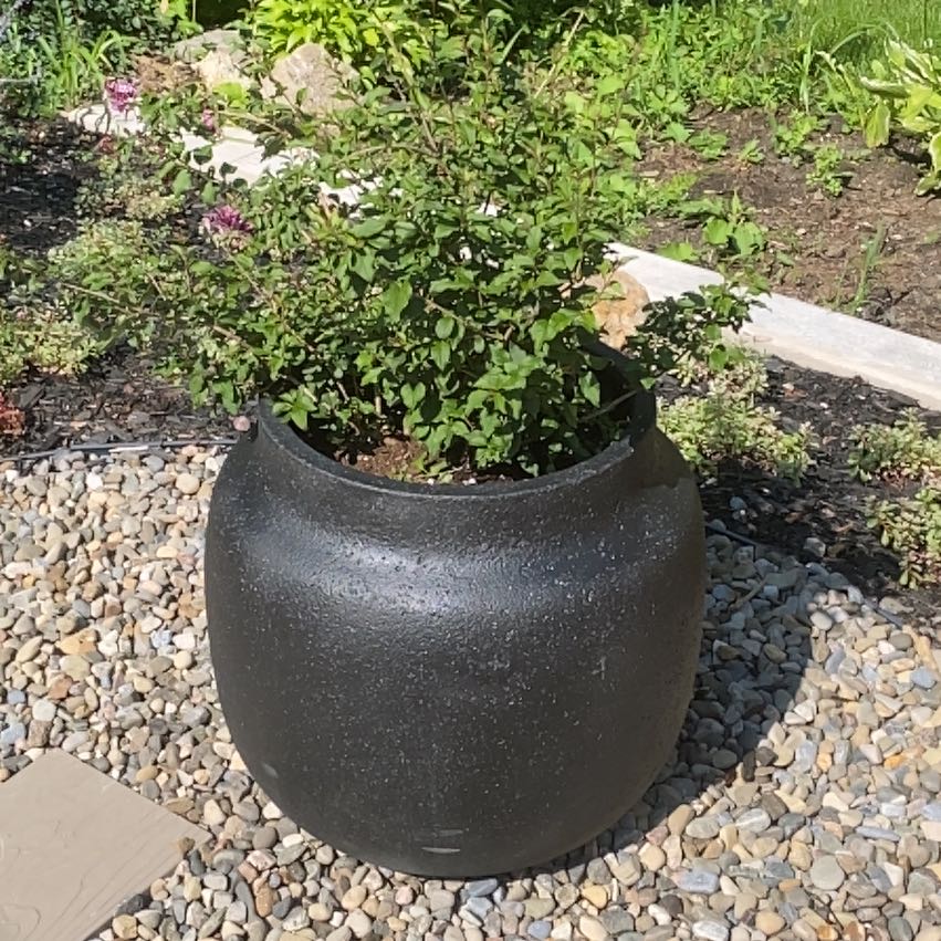 Photo of the plant species Korean lilac by @PrizeBloodleaf named Diana on Greg, the plant care app
