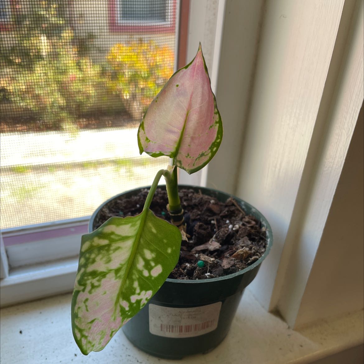 Aglaonema 'Red Valentine' plant with pink and green variegated leaves in a pot on a windowsill.