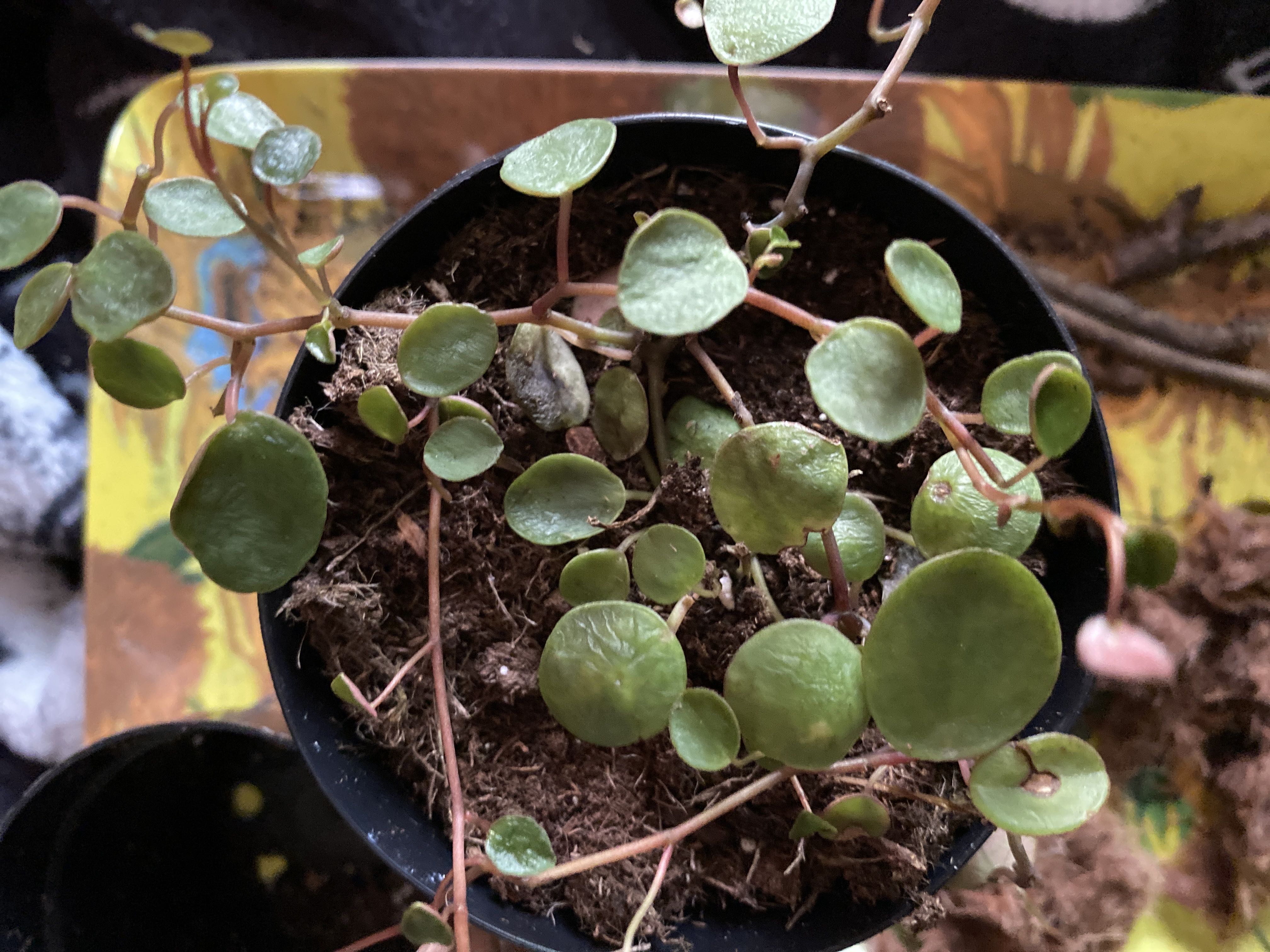 Photo from the post