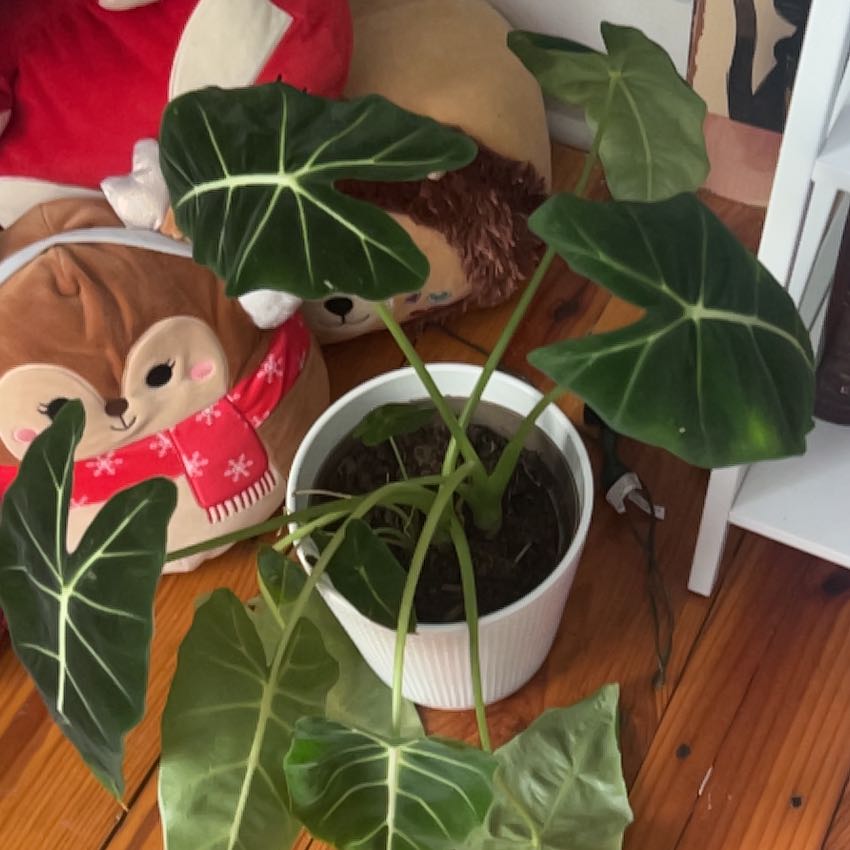 Photo of the plant species Alocasia Frydek by @AffableBreadnut named Sproutacus on Greg, the plant care app