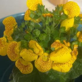 Photo of the plant species Calceolaria alba by @AffableBreadnut named Captain Plant-it on Greg, the plant care app