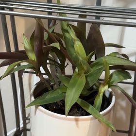 Photo of the plant species Rhoeo Golden by @WhizAgavenova named Nemo on Greg, the plant care app