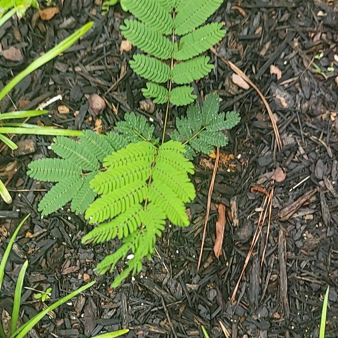 Photo of the plant species Bullhorn Acacia by @PrimarySunstar named Bella on Greg, the plant care app