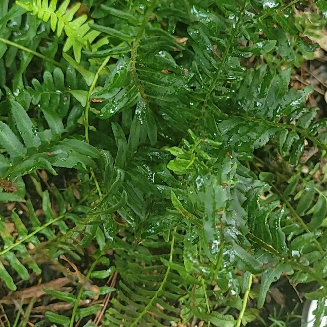 Photo of the plant species Licorice Fern by @PrimarySunstar named Baesil on Greg, the plant care app