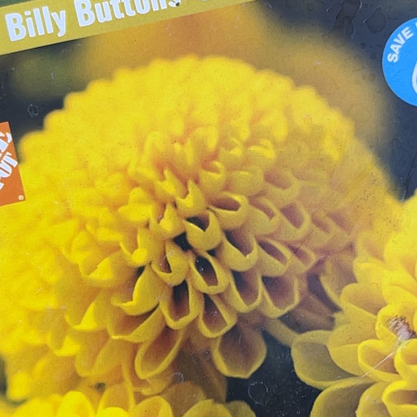 Photo of the plant species Billy Buttons by @TopSeavetchling named Remington on Greg, the plant care app