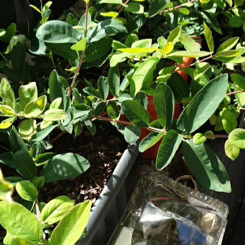 Photo of the plant species Blue Velvet Honeyberry by @DotingBromeliad named Oscar on Greg, the plant care app