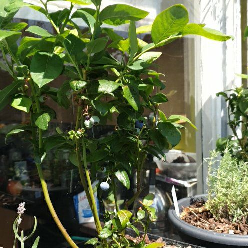 Photo of the plant species Blueberry by @DotingBromeliad named Treeyoncé on Greg, the plant care app