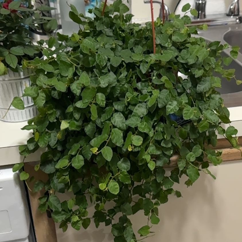 Photo of the plant species fig ivy by @ArtisanShallot named Delilah on Greg, the plant care app