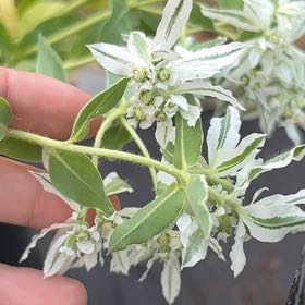 Photo of the plant species Snow on the Mountain by @SubtleRoseheath named Gaga on Greg, the plant care app