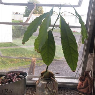 Avocado plant in Van Wert, Ohio