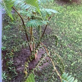 Photo of the plant species Highland Lace Tree fern by @RuggedSalad named Leonardo on Greg, the plant care app