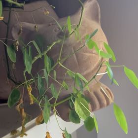 Photo of the plant species Euphorbia 'Diamond Frost' by @StarBottlesedge named Freddy Frost on Greg, the plant care app
