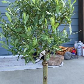 Photo of the plant species Pink Beauty Willow by @EquitableMoss named Dappled Willow on Greg, the plant care app