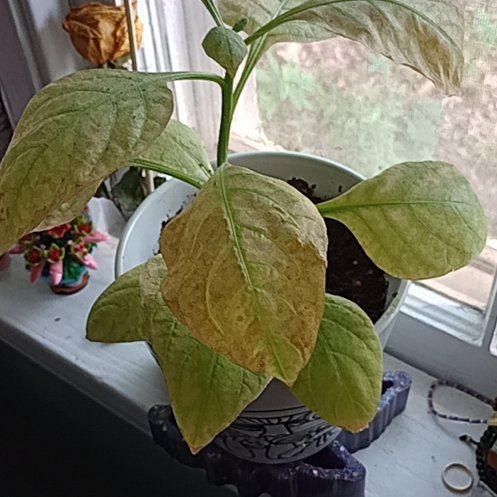 Photo of the plant species Belladonna by @UpliftedCorkelm named Bruce Lee on Greg, the plant care app