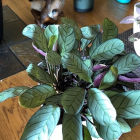 Photo of the plant species Prayer Plant by @ElegantGarlic named Nithin on Greg, the plant care app