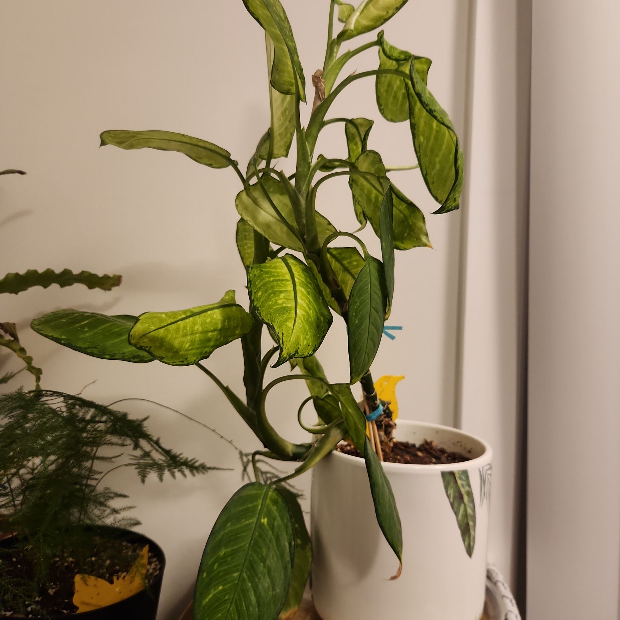 Photo of the plant species Dieffenbachia Triumph by @ClearMoneymaker named Greg on Greg, the plant care app
