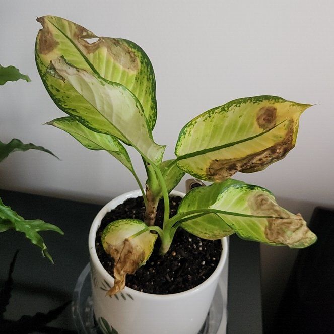 Photo of the plant species Dieffenbachia Triumph by @ClearMoneymaker named Greg on Greg, the plant care app