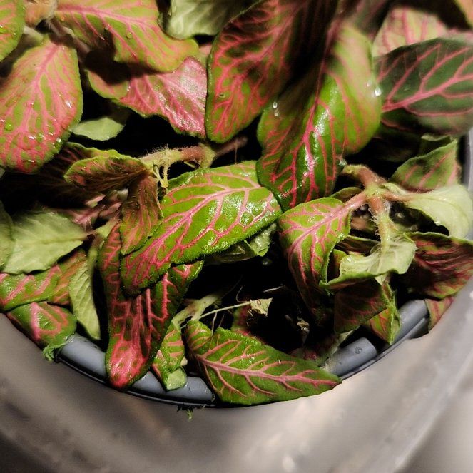 Photo of the plant species Ruby Lime by @ClearMoneymaker named Gloria on Greg, the plant care app