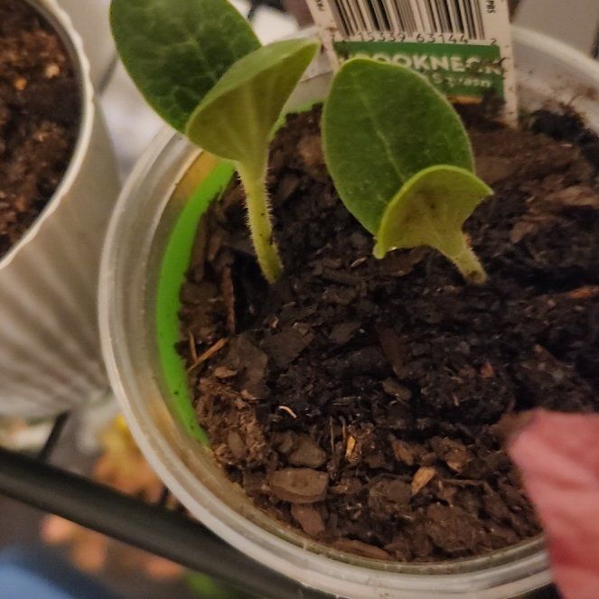 Photo of the plant species Heirloom Squash 'Straightneck' by @ClearMoneymaker named Gaga on Greg, the plant care app
