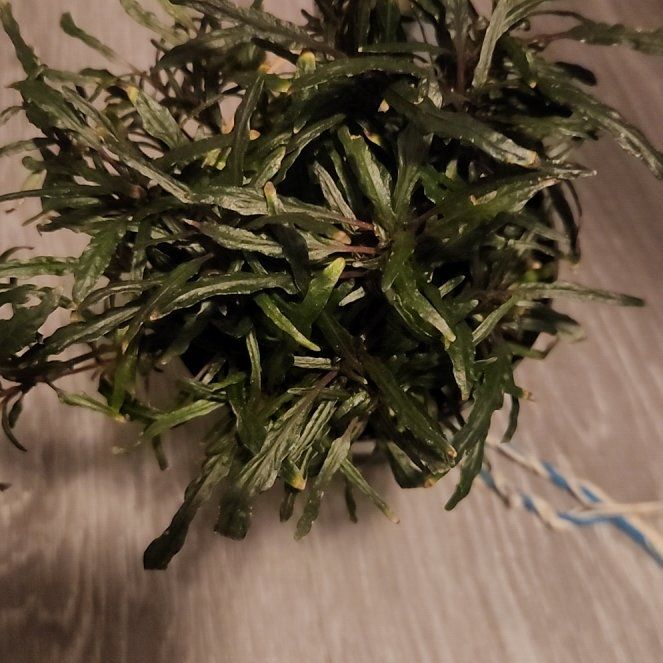 Photo of the plant species Dragon's Tongue by @ClearMoneymaker named Need on Greg, the plant care app
