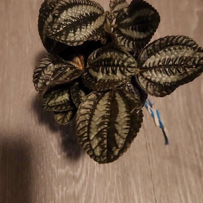 Photo of the plant species Pilea by @ClearMoneymaker named Need on Greg, the plant care app