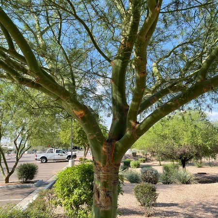 Photo of the plant species Palo Verde by Nishlaursen named Gregarious on Greg, the plant care app