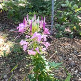 Photo of the plant species Cleome Hassleriana by @GlamorousOkra named Harry on Greg, the plant care app