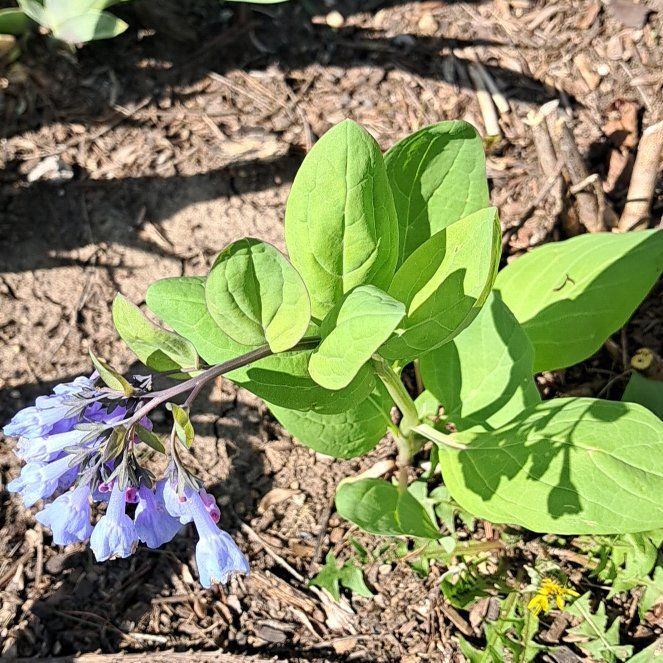 Photo of the plant species Virginia Bluebell by @LordPitchersage named Forrest on Greg, the plant care app