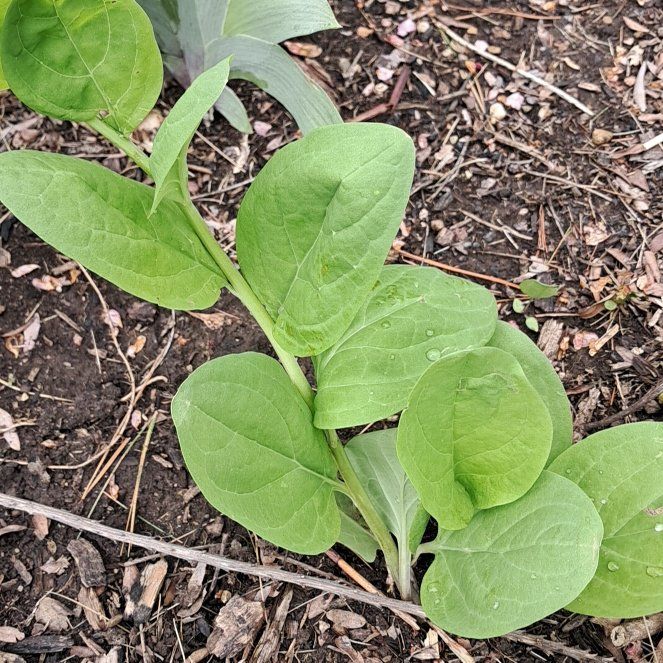 Photo of the plant species Virginia Bluebell by @LordPitchersage named Fernie Mercury on Greg, the plant care app