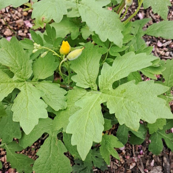 Photo of the plant species Celandine Poppy by @LordPitchersage named Rihanna on Greg, the plant care app