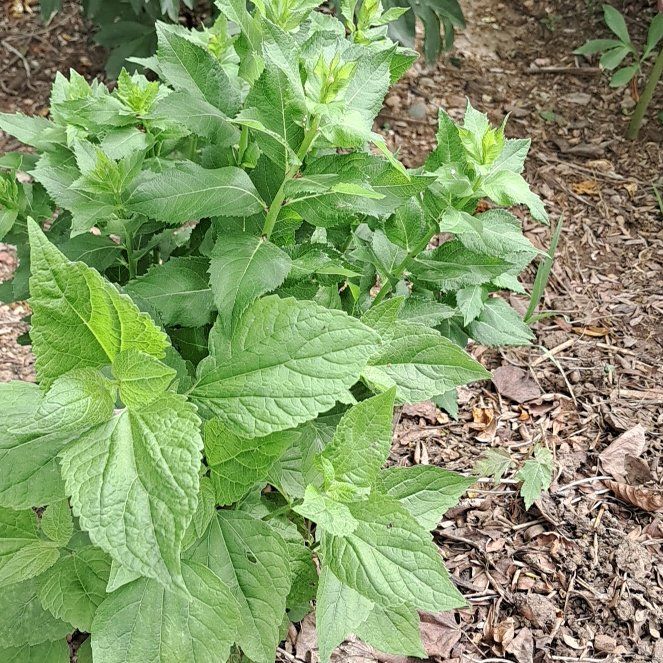 Photo of the plant species Wrinkleleaf Goldenrod by @LordPitchersage named Zion on Greg, the plant care app
